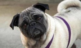 巴哥最新爆料新闻视频,最新爆料新闻视频深度解析