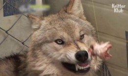 狗和狼的时间在线观看,在线观看时间线揭秘